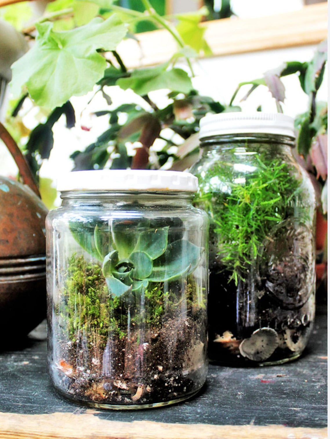 Terrarium Class