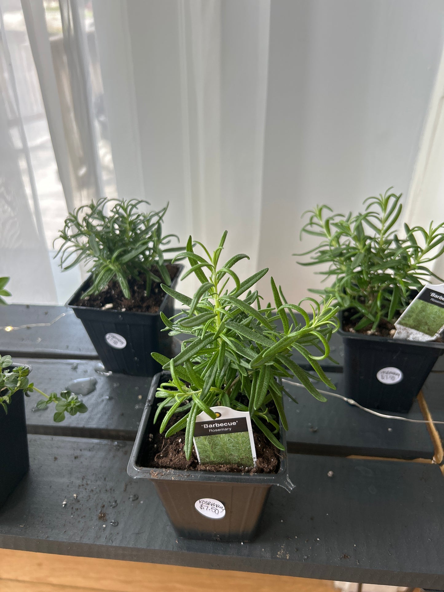 Herb Plants