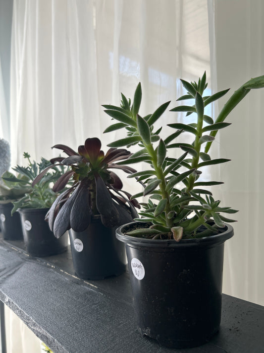 Succulents